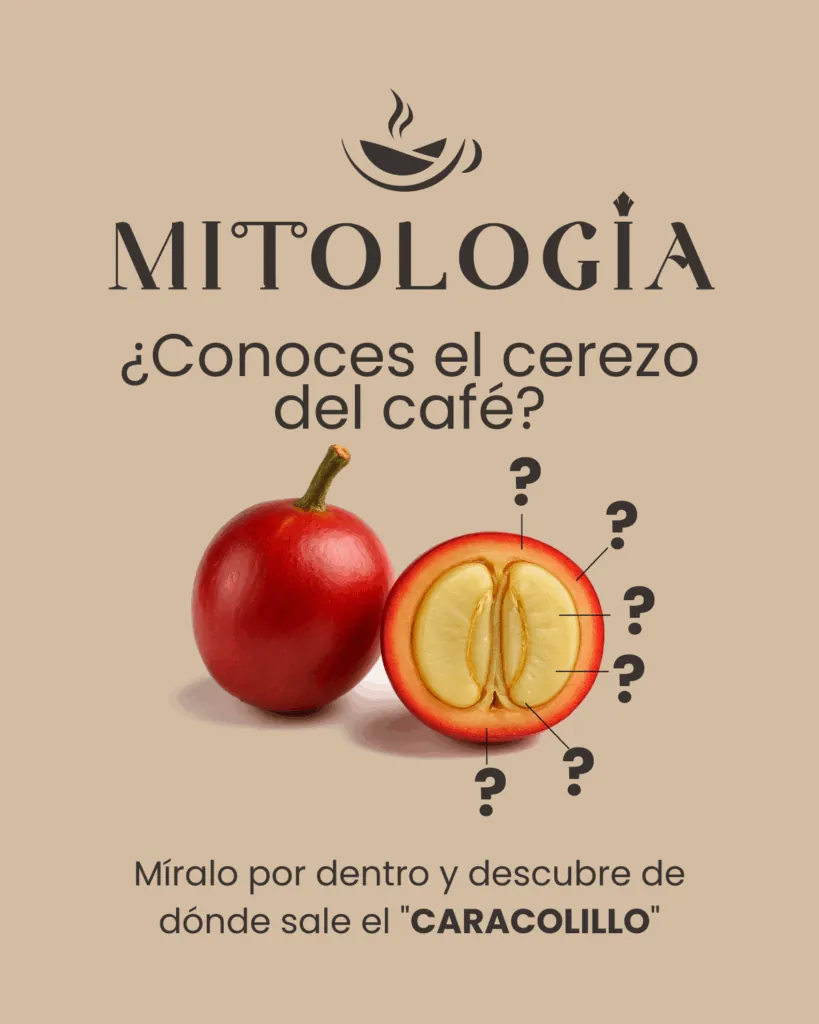 El cerezo del café